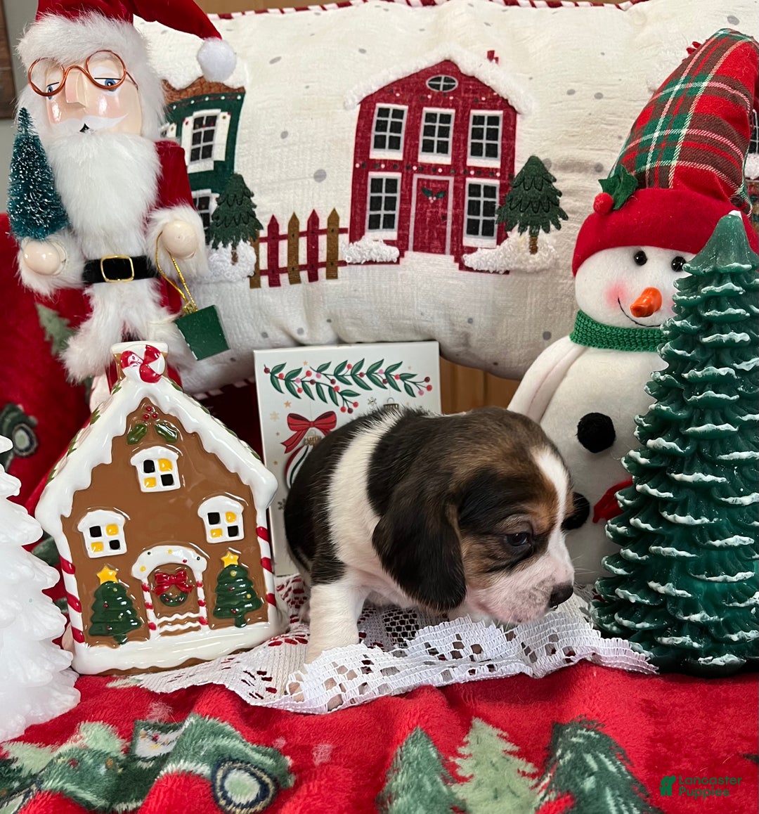 Beagle dogs for sale: Beagle Puppy 3 - Ad 5