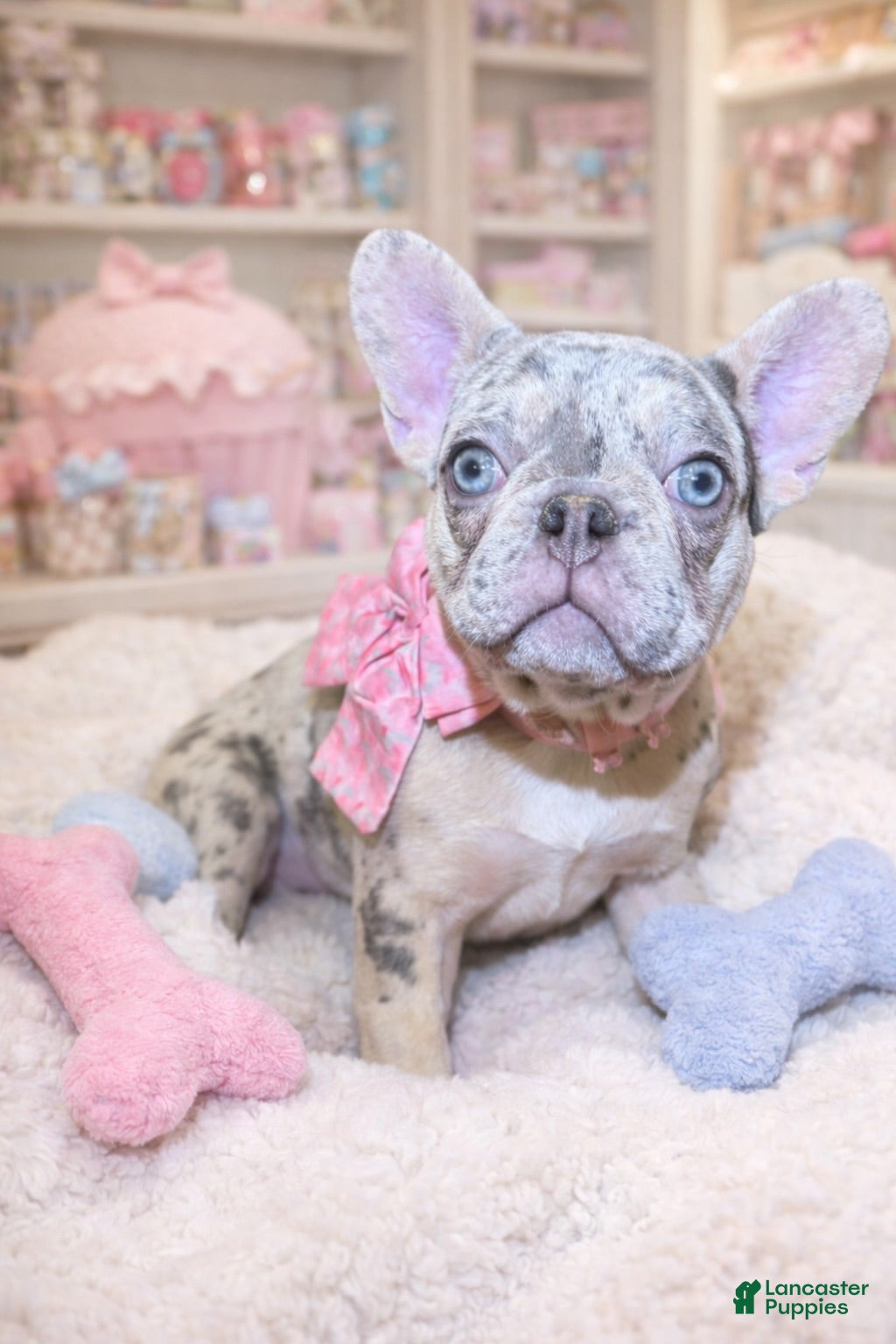 French Bulldog dogs Lavender - The Playful Pouncer  - Ad 2