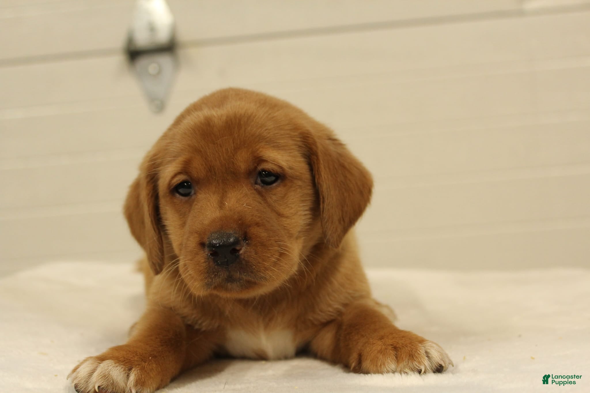 Labrador Retriever dogs for sale: Tinker - Ad 2