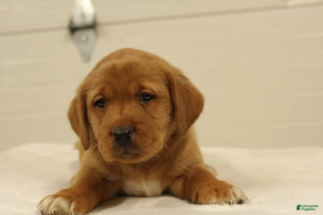Labrador Retriever dogs for sale: Tinker - Ad 1
