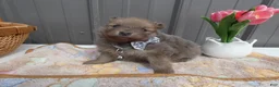 Pomeranian dogs for sale: Pomeranian Puppy 2 Baxter - Ad 2