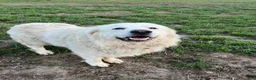 Great Pyrenees dogs for sale: Charlie - Ad 2