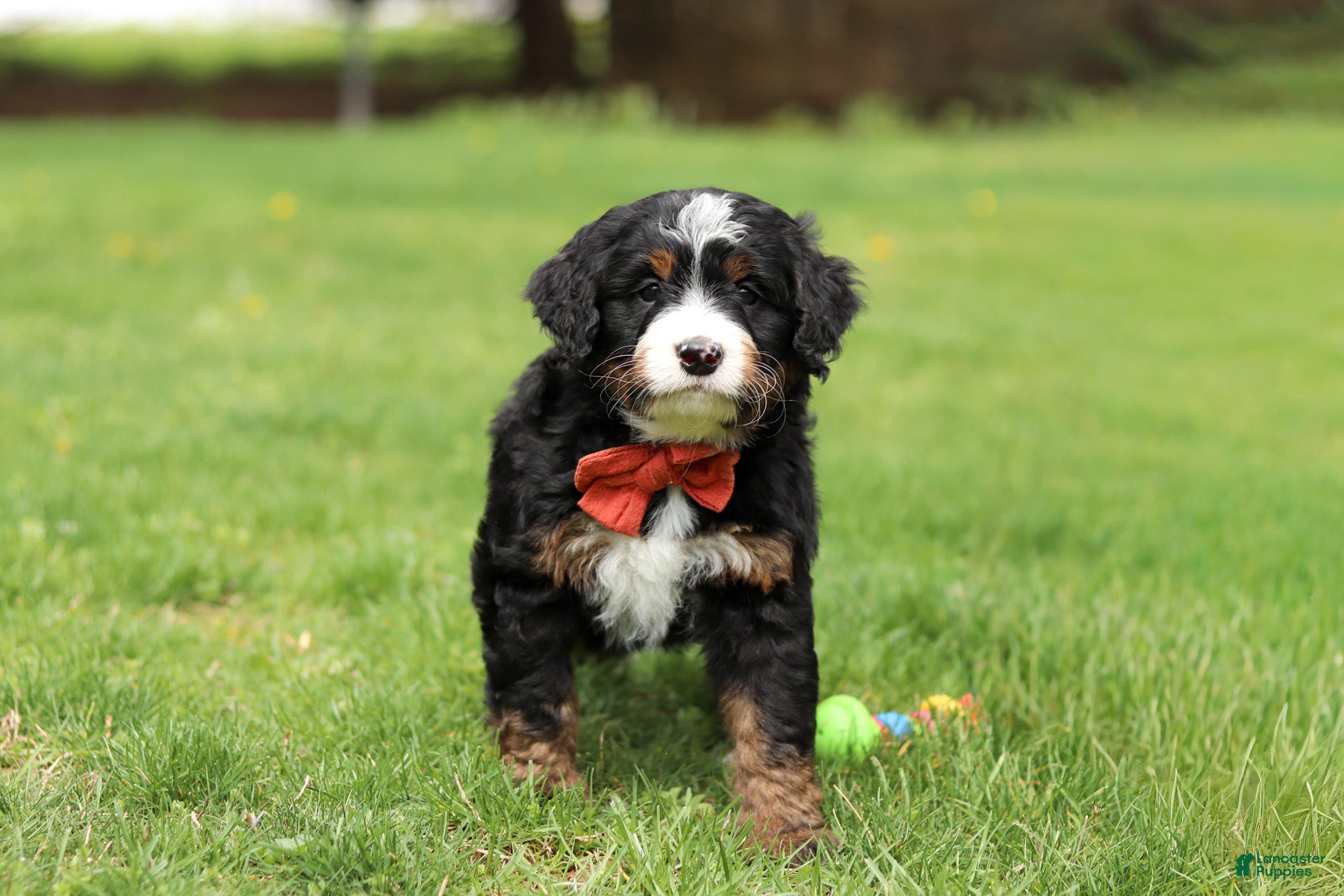 Mini Bernedoodle dogs Tulsi - Ad 1
