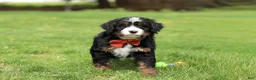 Mini Bernedoodle dogs for sale: Tulsi - Ad 1