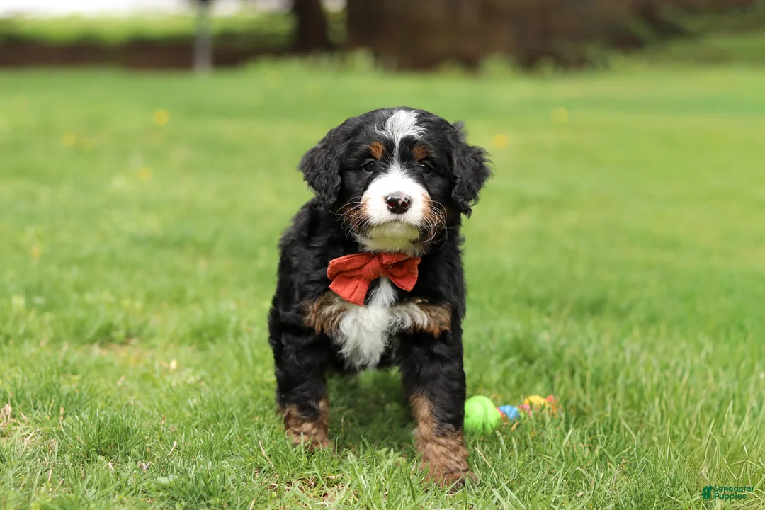 Mini Bernedoodle dogs for sale: Tulsi - Ad 1