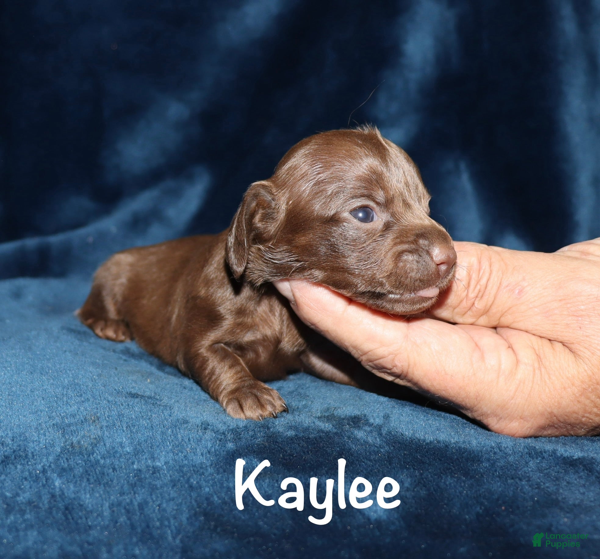 Miniature Dachshund dogs Kaylee - Ad 37