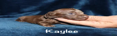 Kaylee