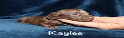 Miniature Dachshund dogs for sale: Kaylee - Ad 1