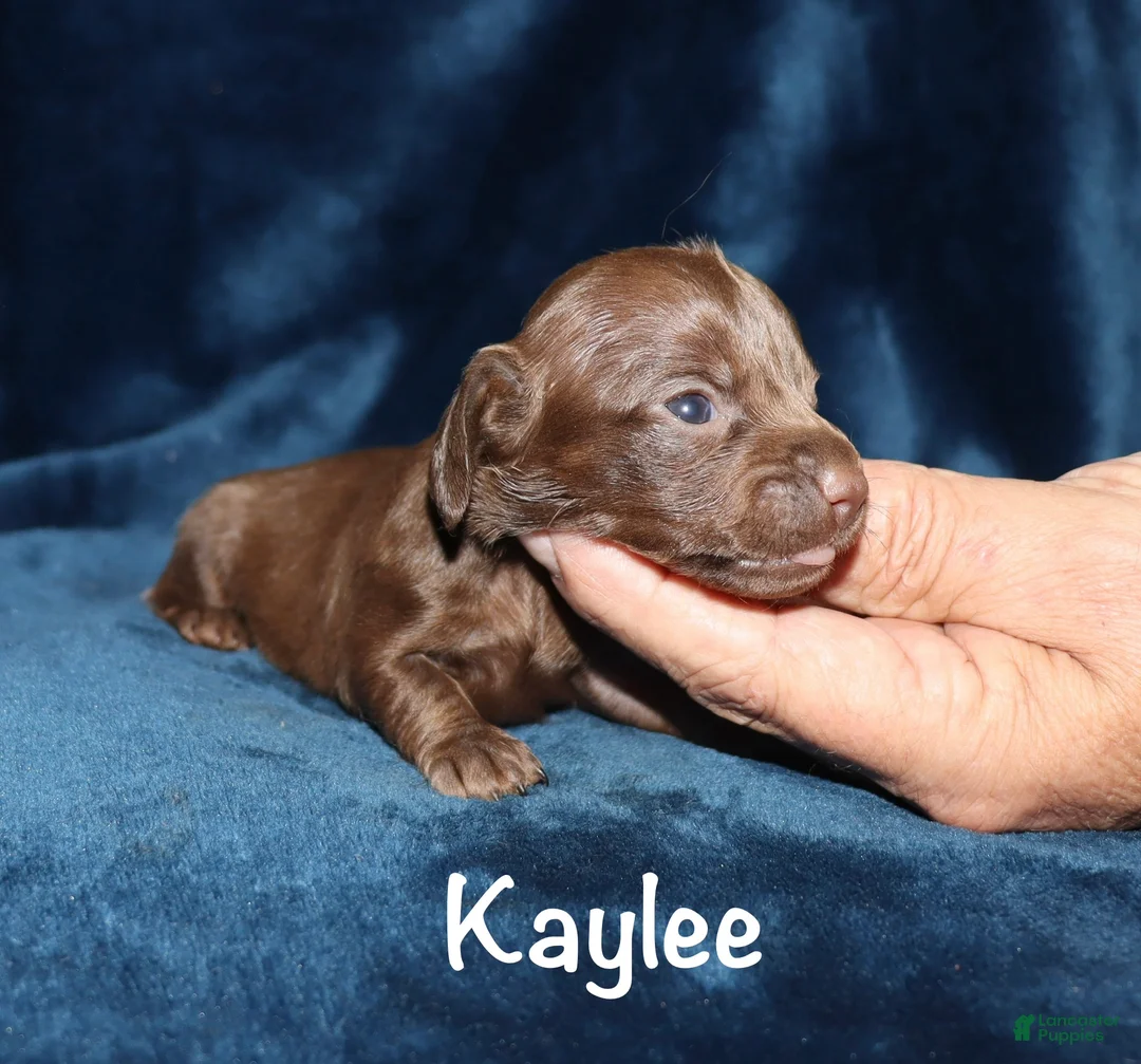 Miniature Dachshund dogs for sale: Kaylee - Ad 1