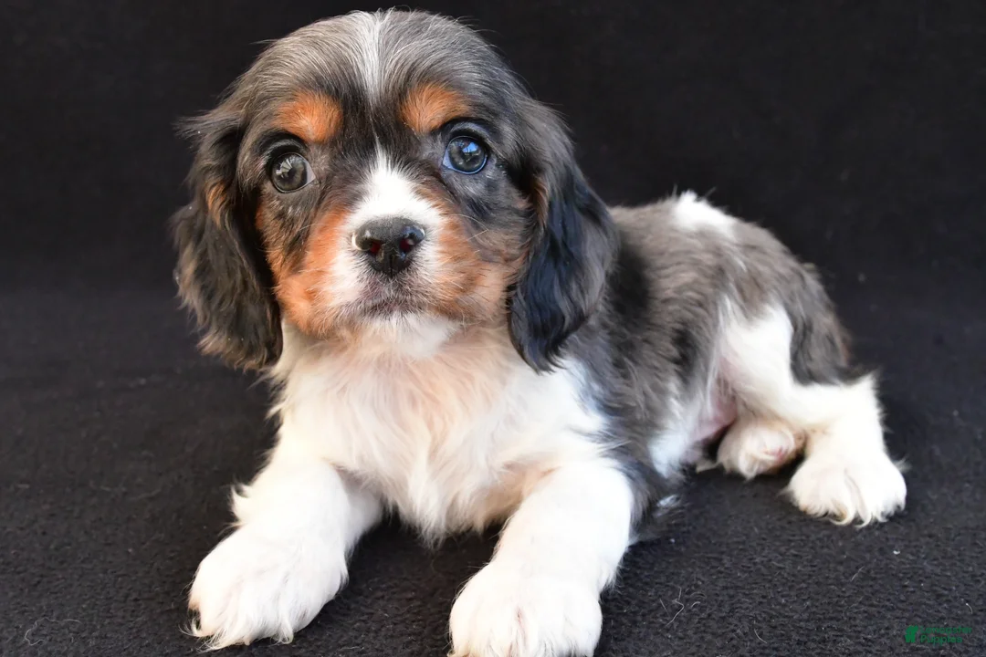 Mixed Breed dogs for sale: Anson - Ad 1