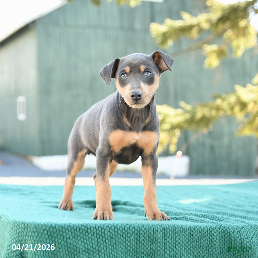 Miniature Pinscher dogs Lily - Ad 2