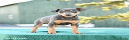 Miniature Pinscher dogs for sale: Lily - Ad 2