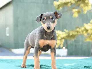 Miniature Pinscher dogs for sale: Lily - Ad 1