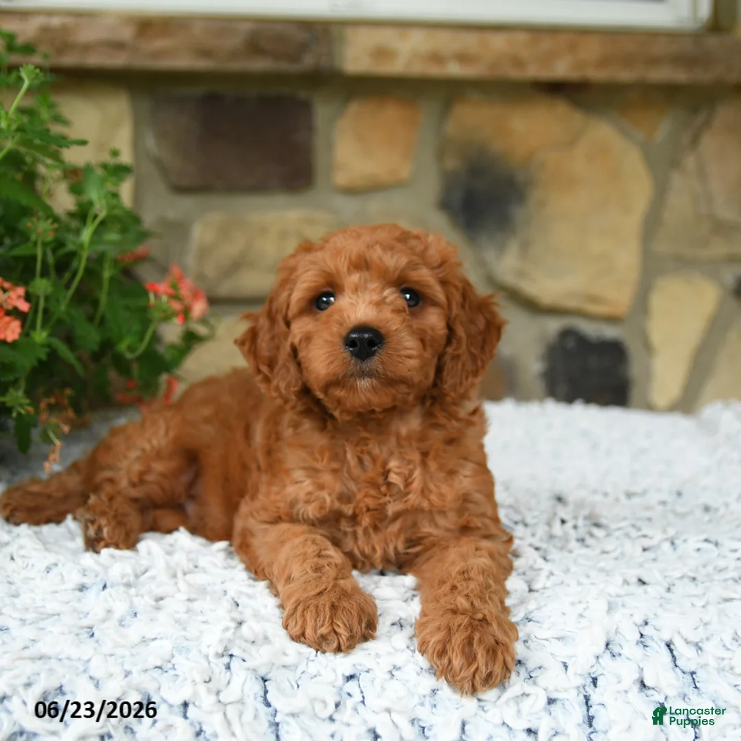 Mini Goldendoodle dogs for sale: Adonis - Ad 5