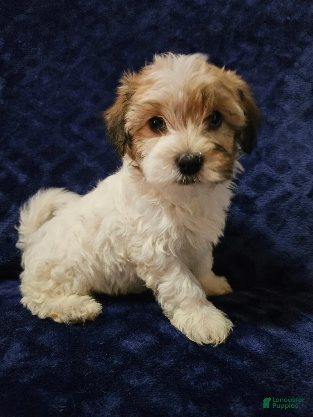 Havanese dogs for sale: Havanese Puppy 3 - Ad 1