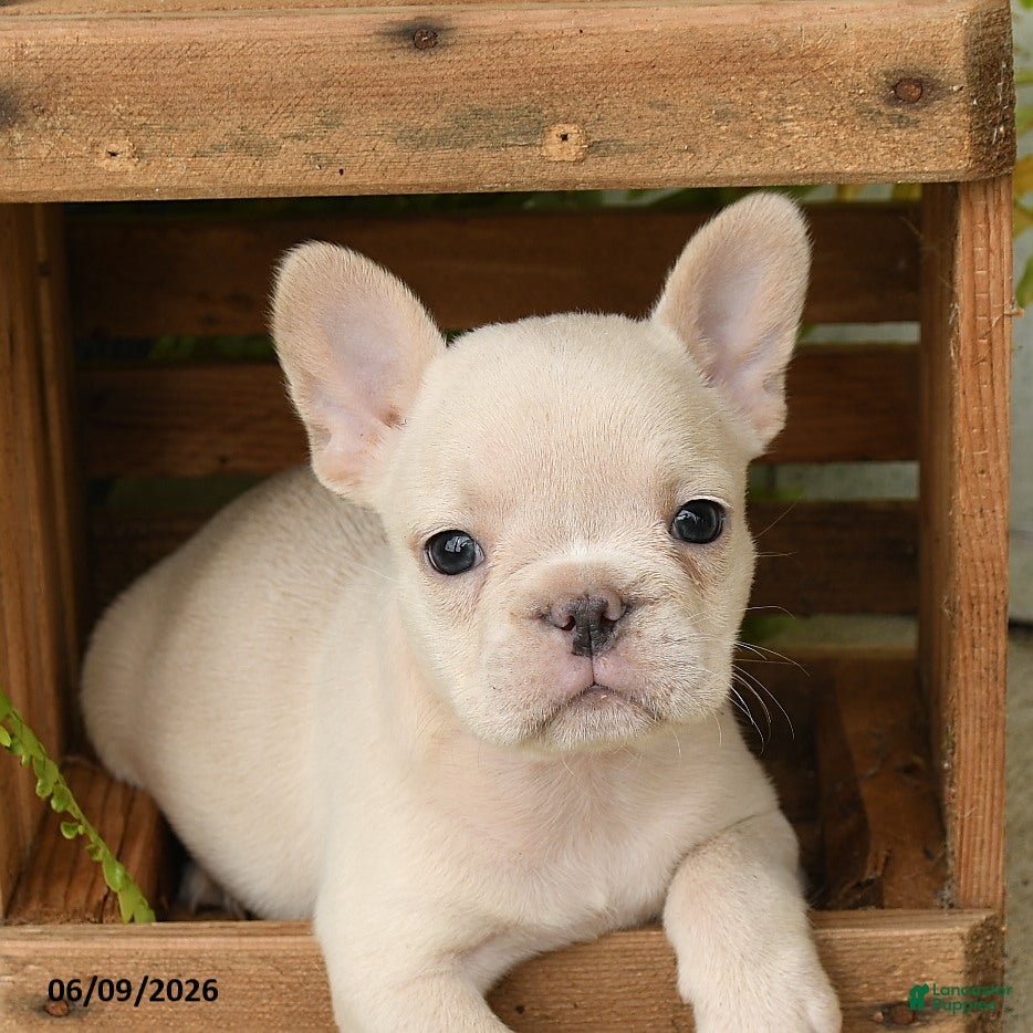 French Bulldog dogs Jackie - Ad 2