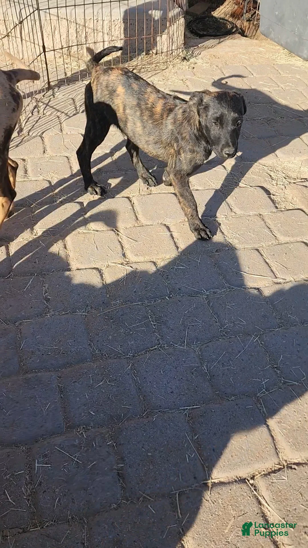 Dutch Shepherd dogs for sale: Dutch brindle F - Ad 8