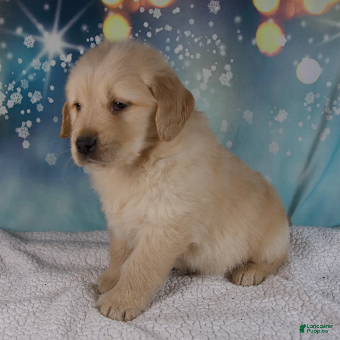 Golden Retriever dogs for sale: Ezra - Ad 3