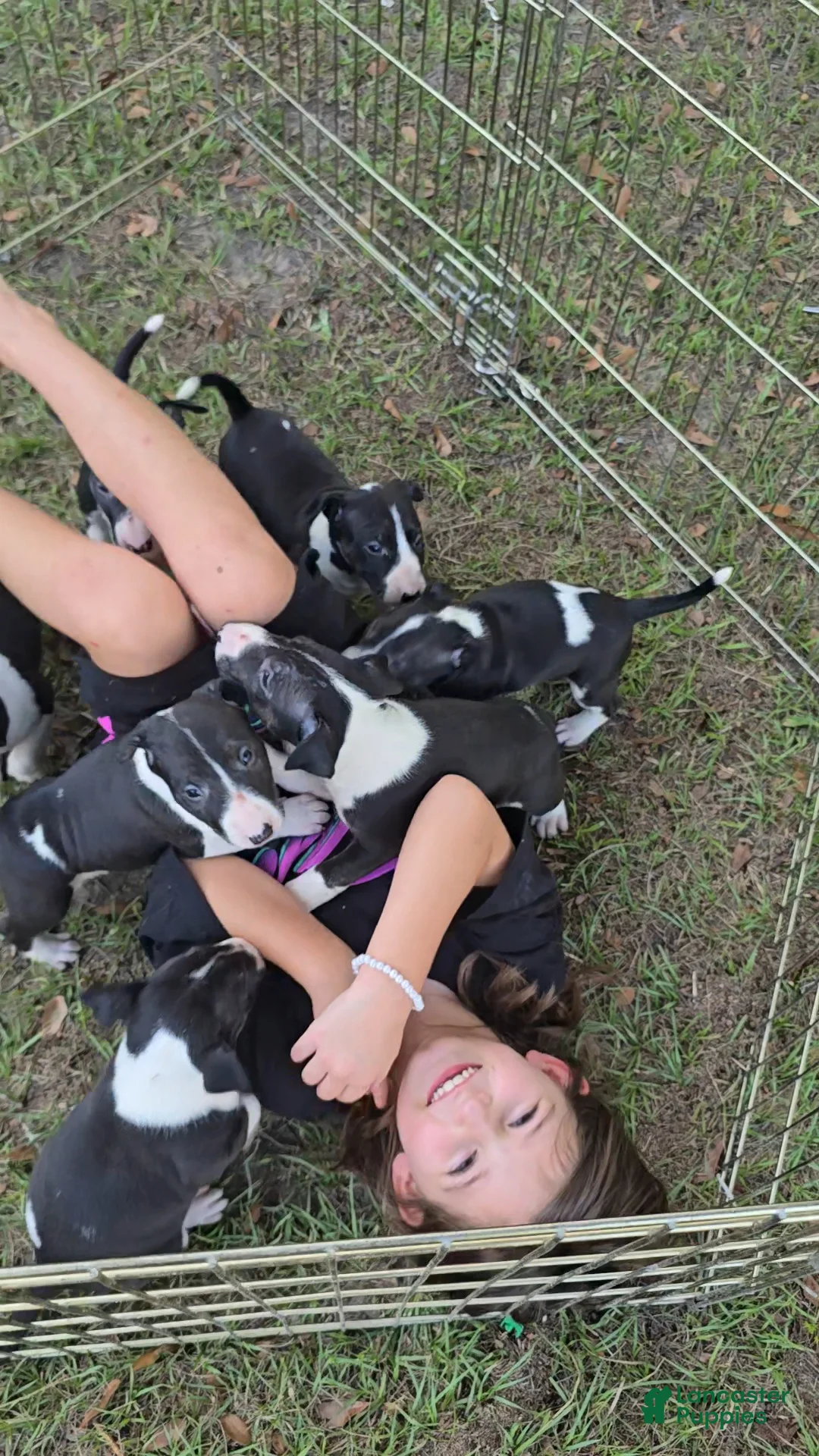 Bull Terrier dogs for sale: Bull Terrier 5 - Ad 1