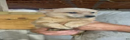 Australian Cattle Dog dogs for sale: Gemma - Ad 3