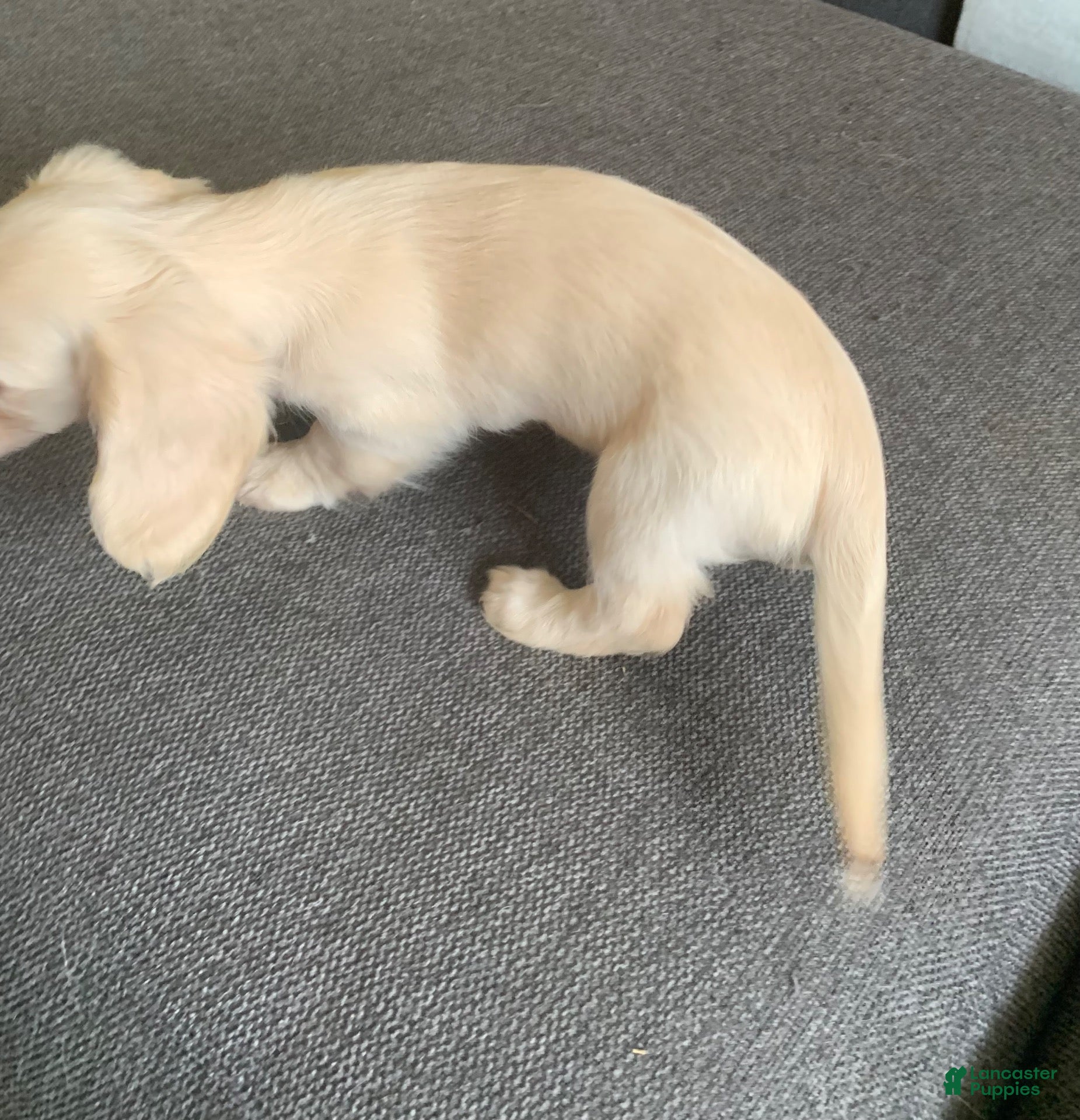 Miniature Dachshund dogs Miniature Dachshund 1 - Ad 2