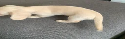 Miniature Dachshund dogs for sale: Miniature Dachshund 1 - Ad 2