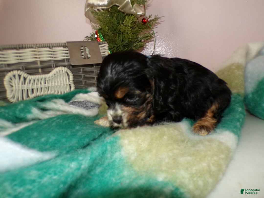 Cocker Spaniel dogs for sale: Cocker Spaniel Puppy 1 Mike - Ad 4