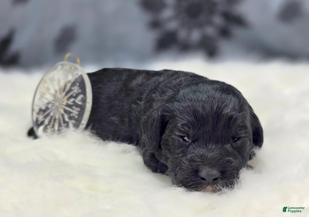 Cockapoo dogs for sale: Sirius - Ad 1