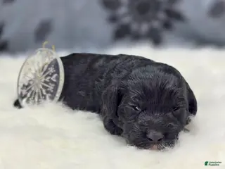 Cockapoo dogs Sirius - Ad 4