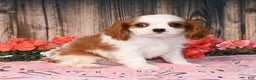 Cavalier King Charles Spaniel dogs for sale: Vegas - Ad 3