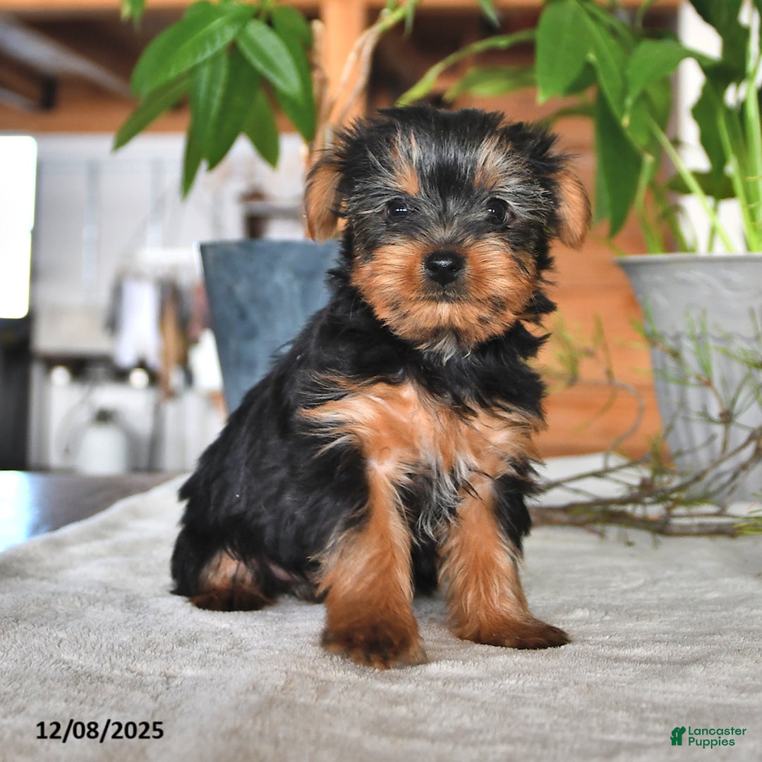 Yorkshire Terrier dogs for sale: Butterfly - Ad 2