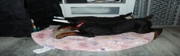 Doberman Pinscher dogs for sale: Colby - Ad 3