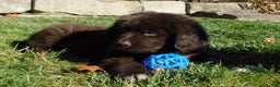Newfoundland dogs for sale: Joey - Ad 5