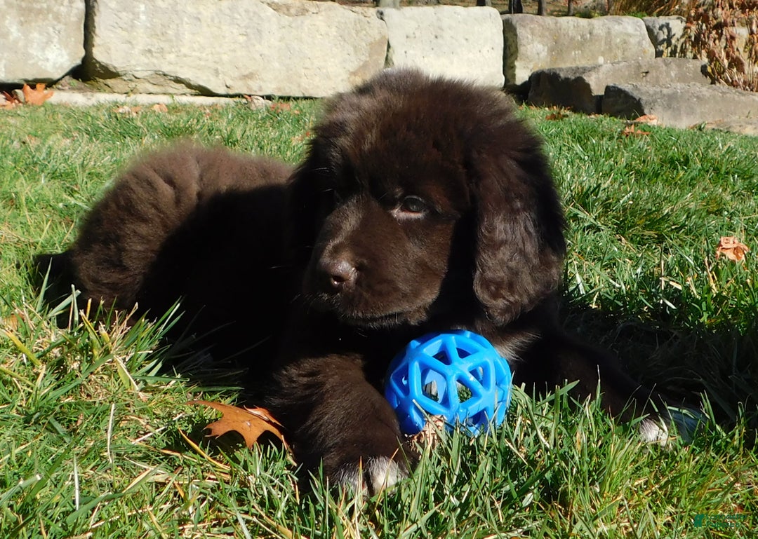 Newfoundland dogs for sale: Joey - Ad 5