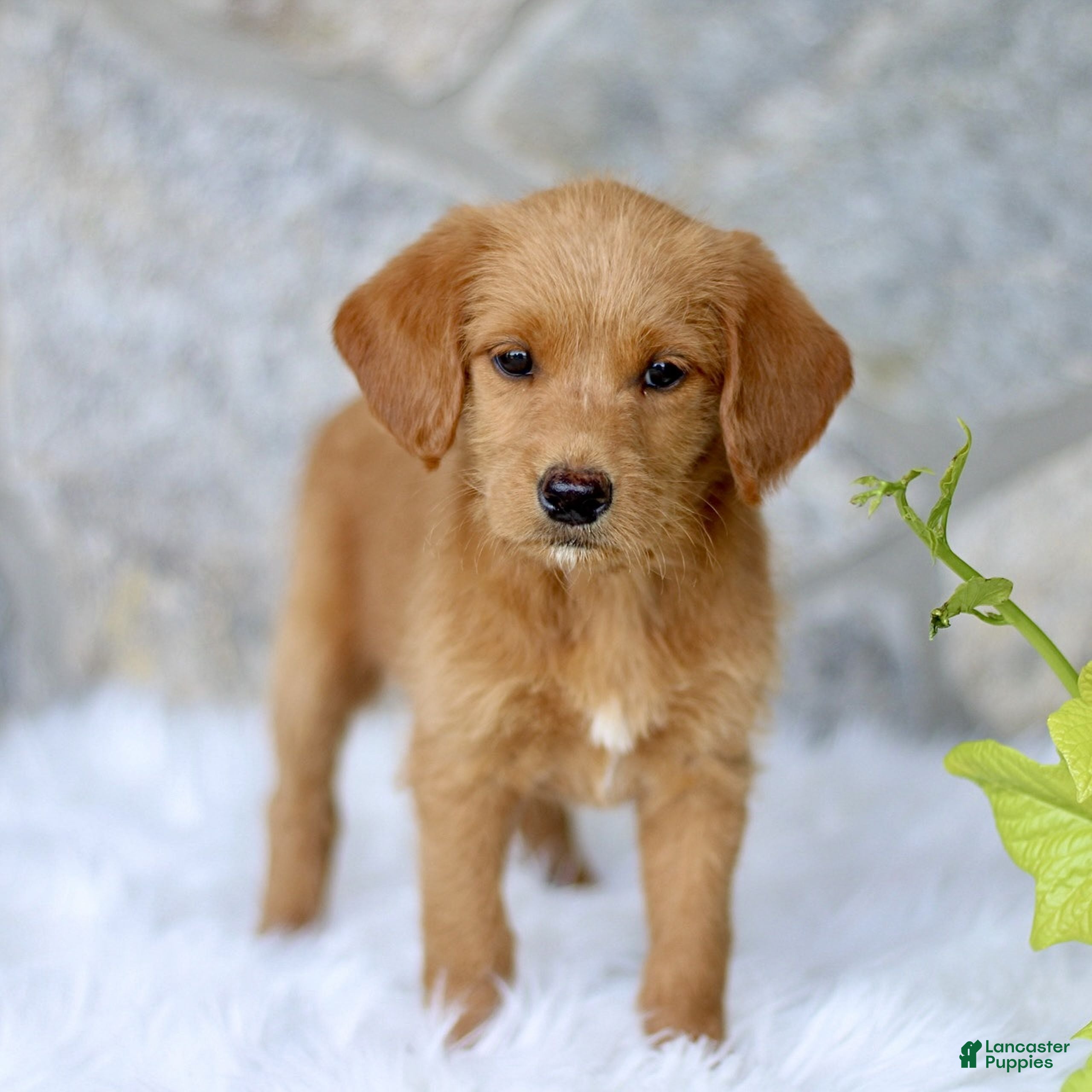 Labradoodle dogs Carla  - Ad 1