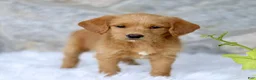 Labradoodle dogs for sale: Carla  - Ad 1