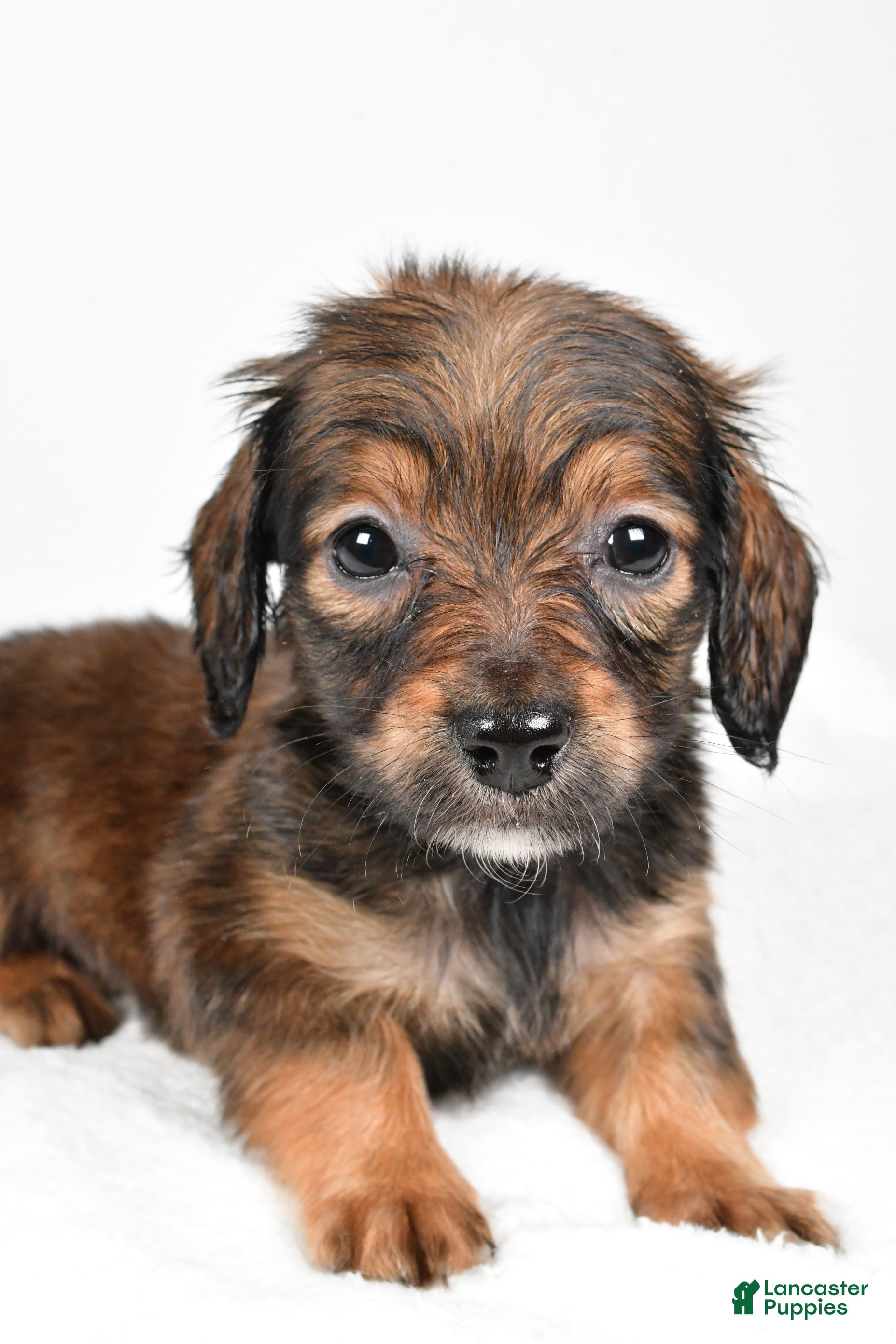 Miniature Dachshund dogs Bailey  - Ad 15