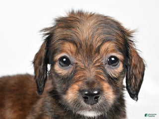 Miniature Dachshund dogs Bailey - Ad 15