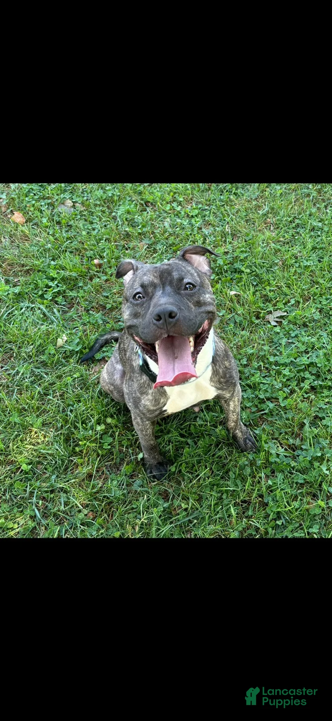 American Staffordshire Terrier dogs for sale: American Staffordshire Terrier Puppy 1 - Ad 2