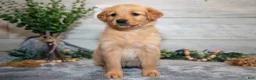 Golden Retriever dogs for sale: Ruthie - Ad 3