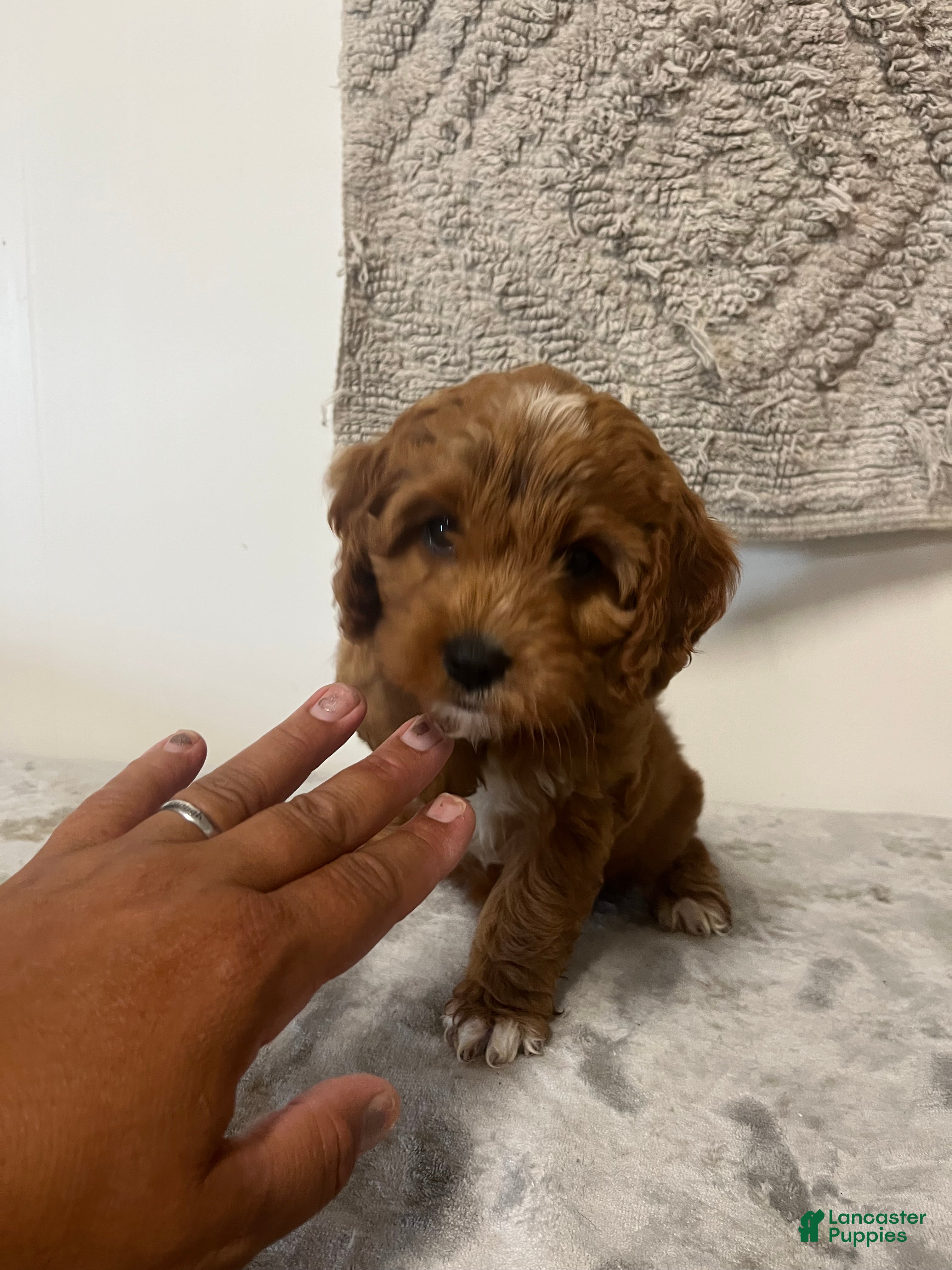 Cavapoo dogs Jill  - Ad 2