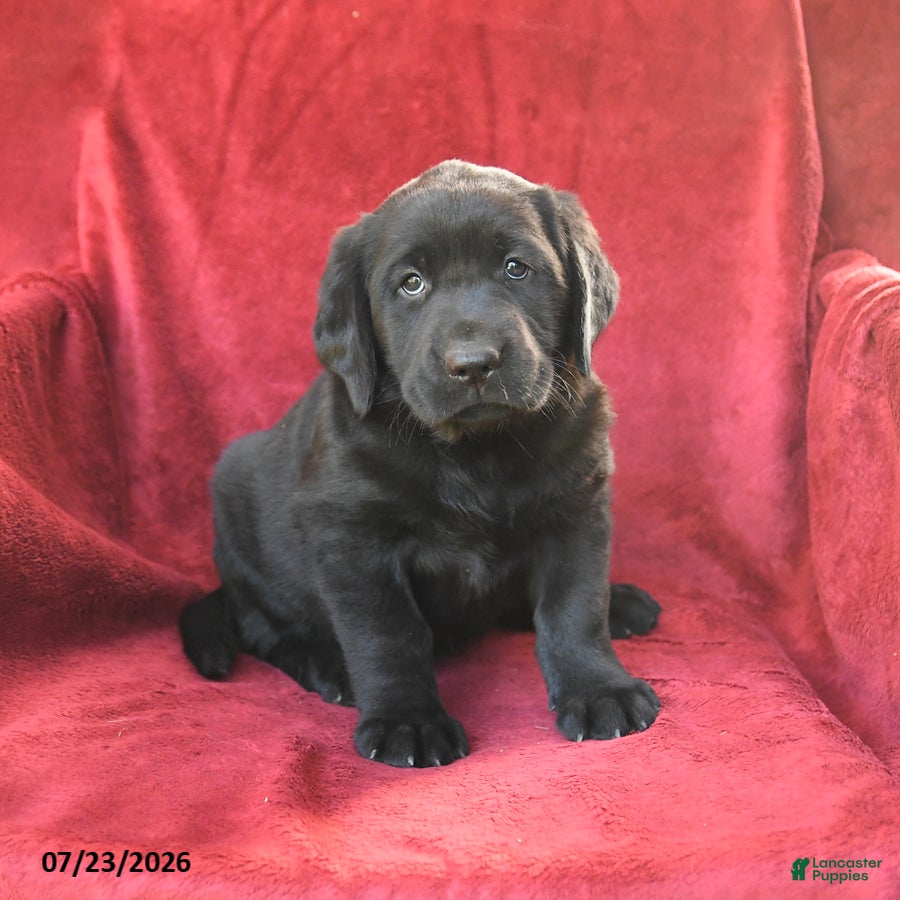 Goldador dogs for sale: Cherry - Ad 2