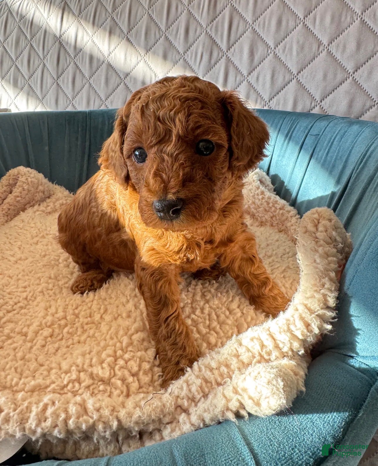 Toy Poodle dogs Archie - Ad 2