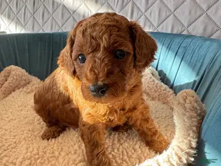Toy Poodle dogs Archie - Ad 2