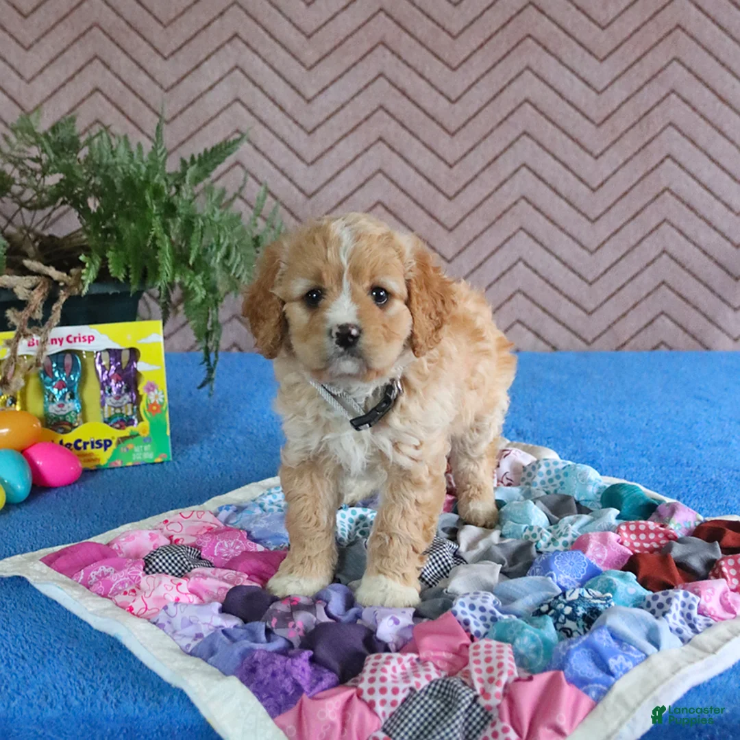 Cavapoo dogs for sale: Smartie - Ad 5