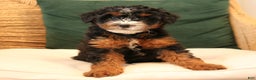 Mini Bernedoodle dogs for sale: Noelle  - Ad 4