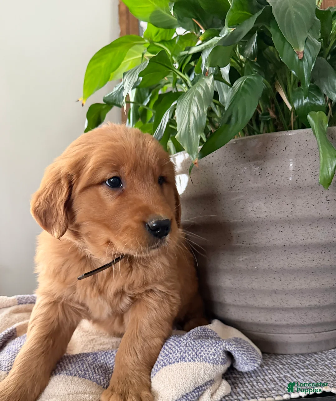 Golden Retriever dogs for sale: Baxter - Ad 2