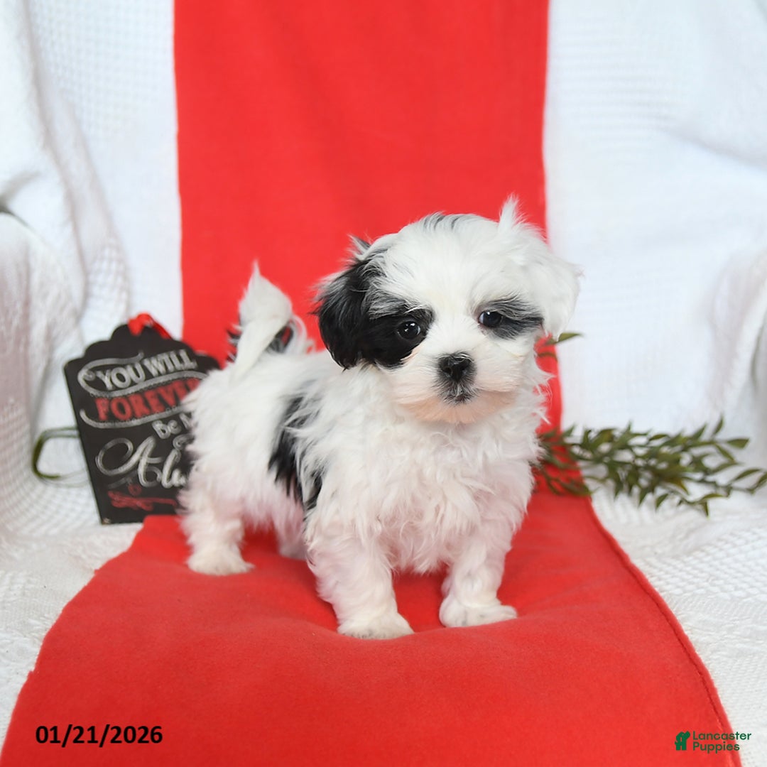 Malshi dogs for sale: Sunny   - Ad 5