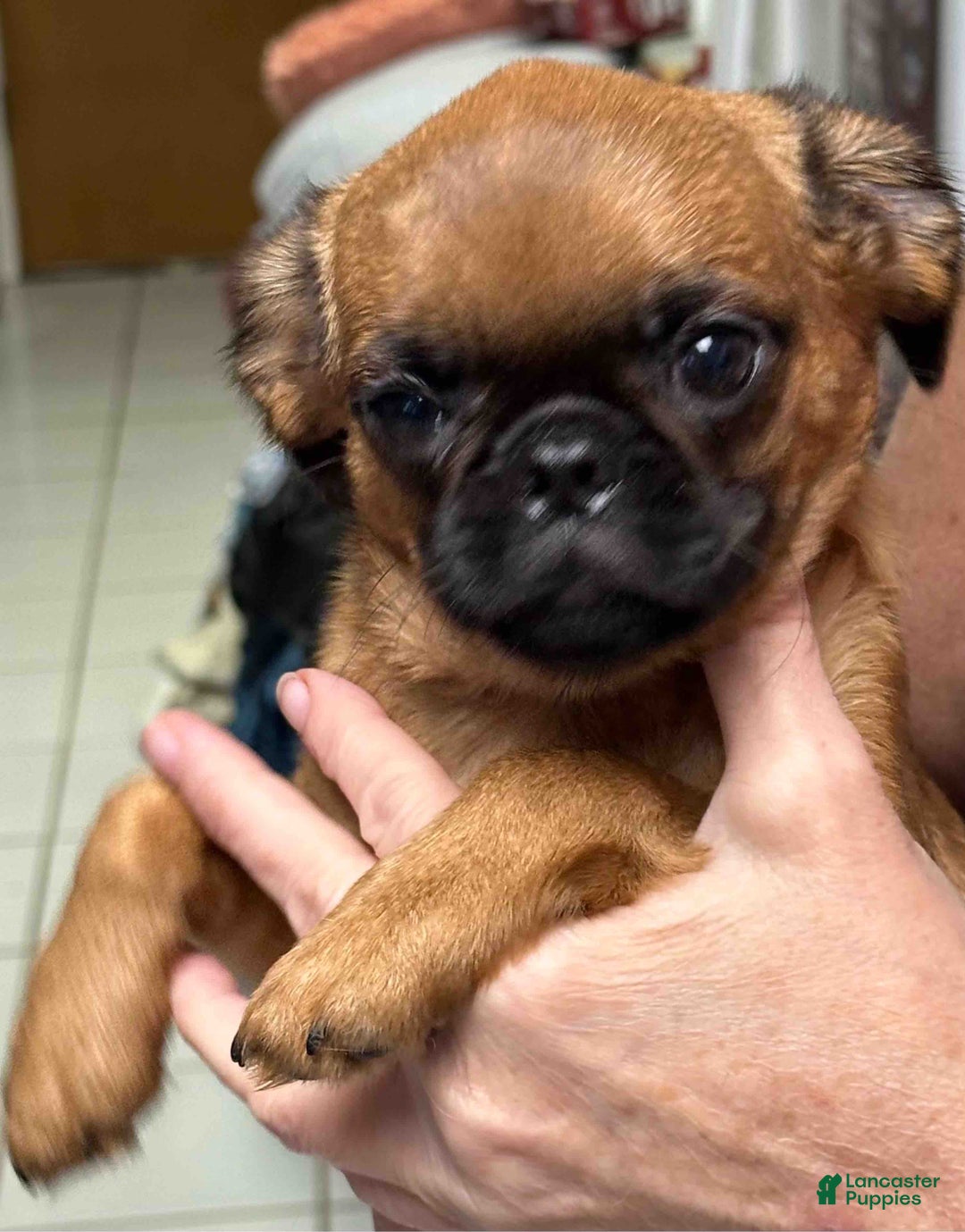 Brussels Griffon dogs for sale: Taffy - Ad 4