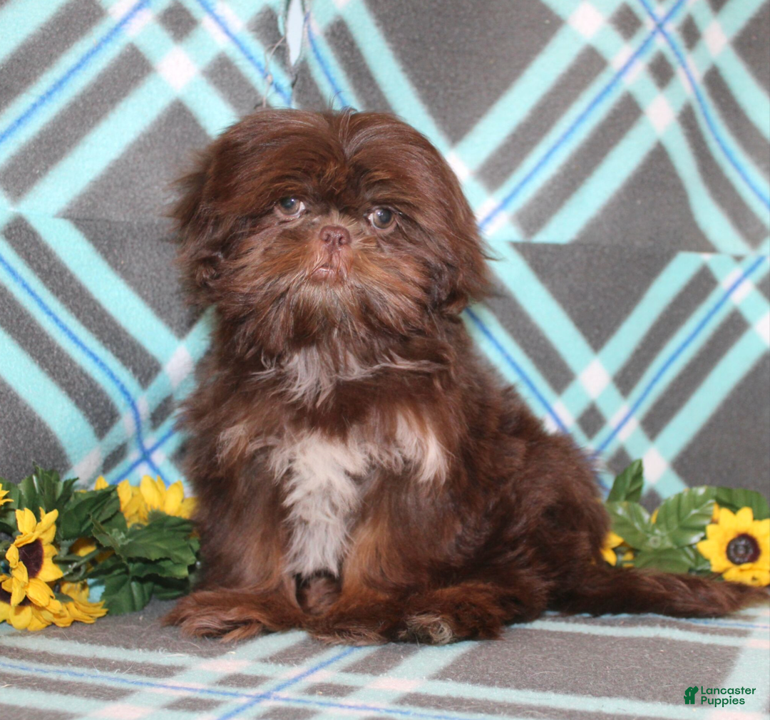 Shih Tzu dogs for sale: Raspberry AKC - Ad 5